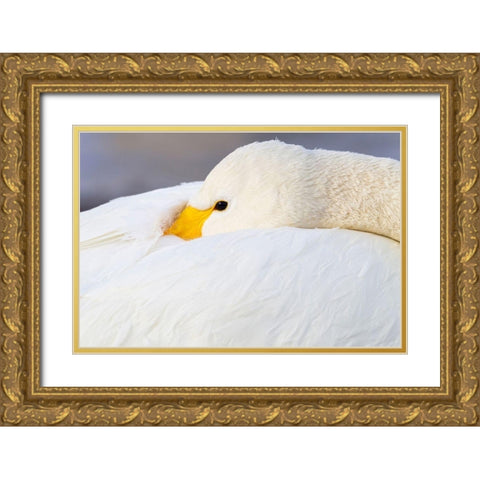 Japan-Hokkaido A whooper swan tucks its bill  Gold Ornate Wood Framed Art Print with Double Matting by Goff, Ellen