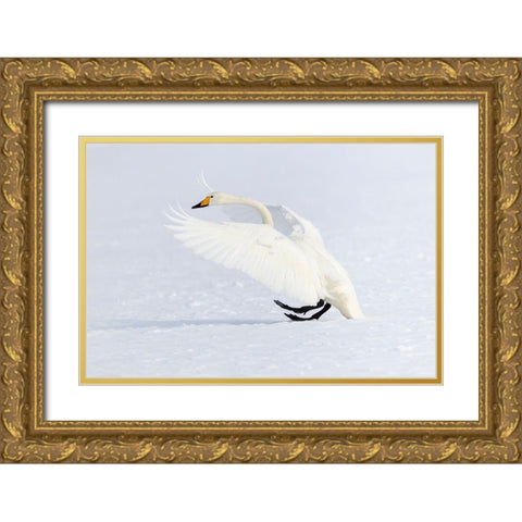 Japan-Hokkaido A whooper swan makes an ungainly landing on the ice Gold Ornate Wood Framed Art Print with Double Matting by Goff, Ellen