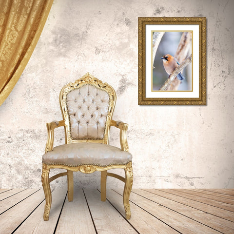 Japan-Hokkaido-Lake Kussharo-Eurasian jay Portrait of an Eurasian jay sitting on a tree limb Gold Ornate Wood Framed Art Print with Double Matting by Goff, Ellen