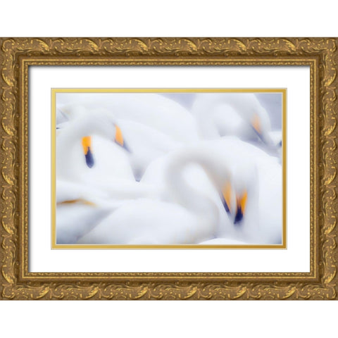 Japan-Hokkaido A group of whooper swans feed together in slow motion Gold Ornate Wood Framed Art Print with Double Matting by Goff, Ellen