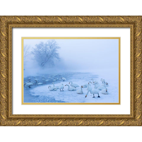 Japan-Hokkaido A group of whooper swans congregate in the mist Gold Ornate Wood Framed Art Print with Double Matting by Goff, Ellen
