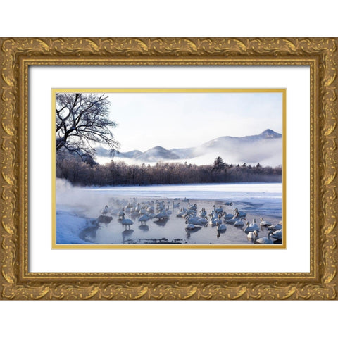 Japan-Hokkaido A group of whooper swans congregate in the mist Gold Ornate Wood Framed Art Print with Double Matting by Goff, Ellen