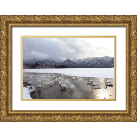 Japan-Hokkaido A group of whooper swans congregate in the mist Gold Ornate Wood Framed Art Print with Double Matting by Goff, Ellen