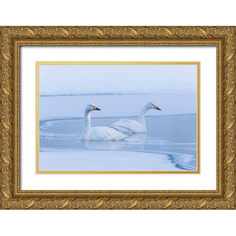 Japan-Hokkaido A pair of whooper swans swim Gold Ornate Wood Framed Art Print with Double Matting by Goff, Ellen