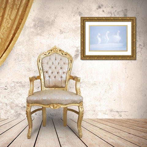 Japan-Hokkaido Three whooper swans float in the mist Gold Ornate Wood Framed Art Print with Double Matting by Goff, Ellen