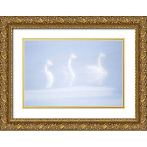 Japan-Hokkaido Three whooper swans float in the mist Gold Ornate Wood Framed Art Print with Double Matting by Goff, Ellen