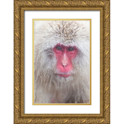 Japan-Nagano Gold Ornate Wood Framed Art Print with Double Matting by Goff, Ellen