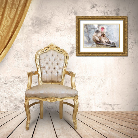 Japan-Nagano A female snow monkey Gold Ornate Wood Framed Art Print with Double Matting by Goff, Ellen