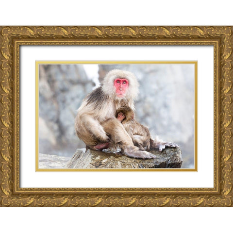 Japan-Nagano A female snow monkey Gold Ornate Wood Framed Art Print with Double Matting by Goff, Ellen