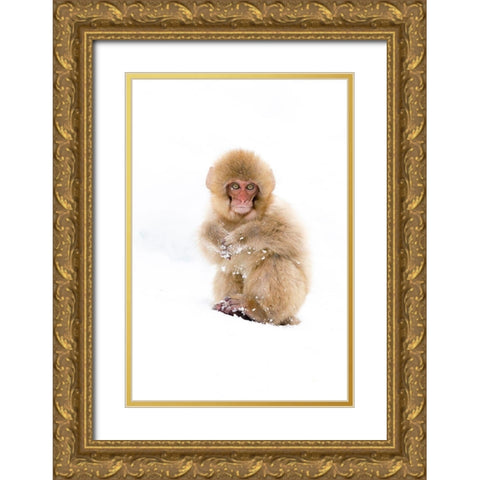 Japan-Nagano Portrait of a Japanese macaque Gold Ornate Wood Framed Art Print with Double Matting by Goff, Ellen