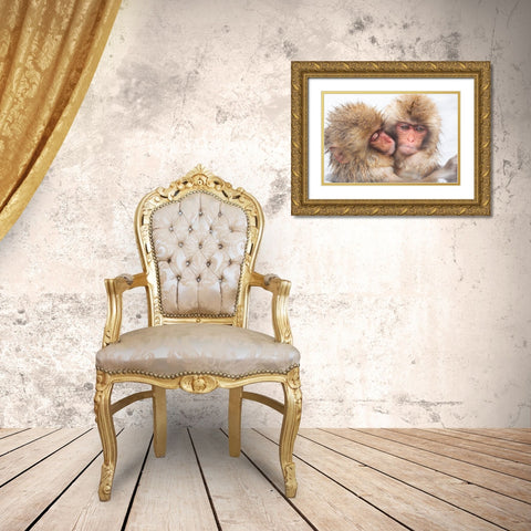 Japan-Nagano Two baby snow monkeys huddle Gold Ornate Wood Framed Art Print with Double Matting by Goff, Ellen