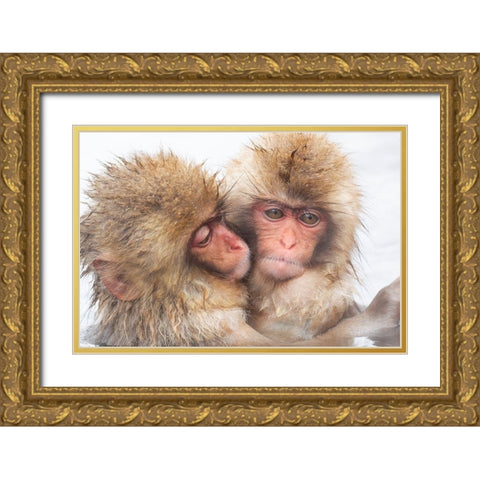 Japan-Nagano Two baby snow monkeys huddle Gold Ornate Wood Framed Art Print with Double Matting by Goff, Ellen