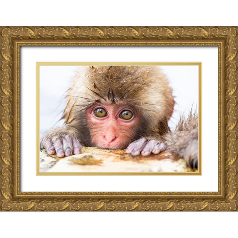 Japan-Nagano  Gold Ornate Wood Framed Art Print with Double Matting by Goff, Ellen