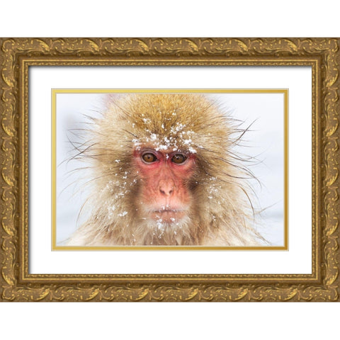 Japan-Nagano  Gold Ornate Wood Framed Art Print with Double Matting by Goff, Ellen