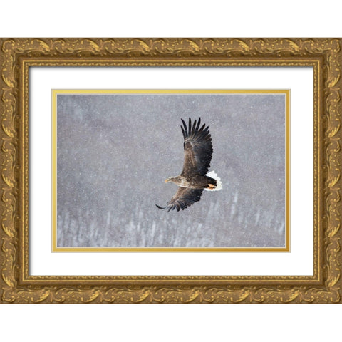 Japan-Hokkaido-Kushiro Portrait of a white-tailed eagle in flight during a snow squall Gold Ornate Wood Framed Art Print with Double Matting by Goff, Ellen