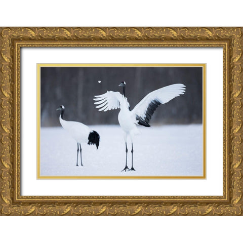 A red-crowned crane throws a chunk of snow in the air as part of its courtship dance Gold Ornate Wood Framed Art Print with Double Matting by Goff, Ellen