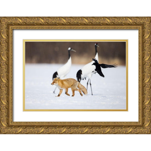 Japan-Hokkaido-Kushiro A carrion crow chases away a red fox Gold Ornate Wood Framed Art Print with Double Matting by Goff, Ellen