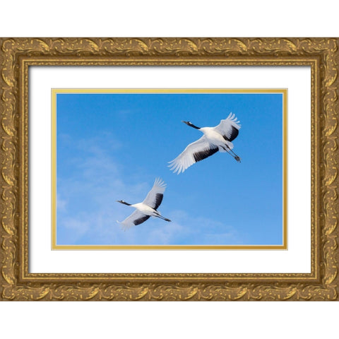 Japan-Hokkaido-Kushiro Two red-crowned cranes fly into the crane center Gold Ornate Wood Framed Art Print with Double Matting by Goff, Ellen
