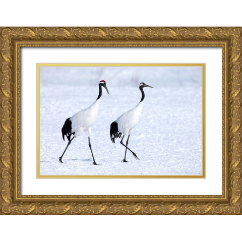 Japan-Hokkaido-Kushiro Two red-crowned cranes begin a courtship dance Gold Ornate Wood Framed Art Print with Double Matting by Goff, Ellen