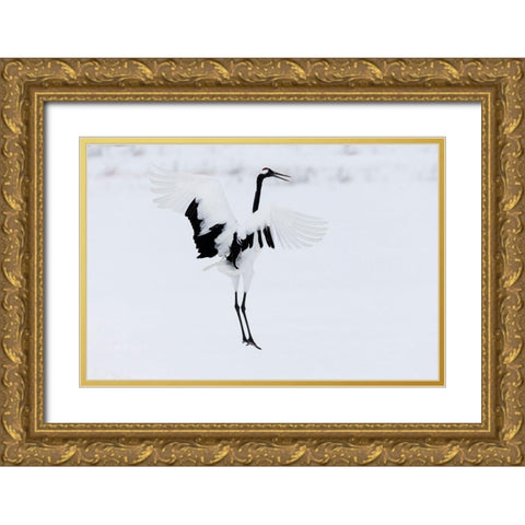 Japan-Hokkaido-Kushiro A red-crowned crane assumes elegant positions during its courtship dance Gold Ornate Wood Framed Art Print with Double Matting by Goff, Ellen