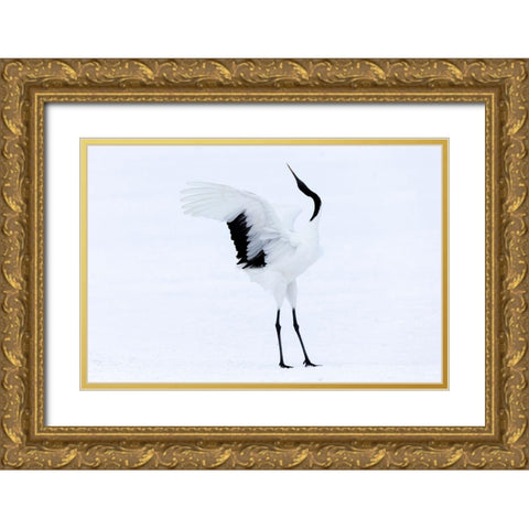 Japan-Hokkaido-Kushiro A red-crowned crane assumes elegant positions during its courtship dance Gold Ornate Wood Framed Art Print with Double Matting by Goff, Ellen