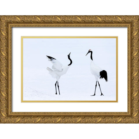 Japan-Hokkaido-Kushiro Two red-crowned cranes begin a courtship dance Gold Ornate Wood Framed Art Print with Double Matting by Goff, Ellen