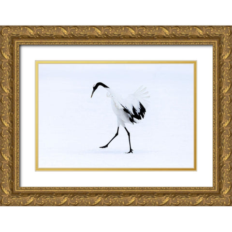 Japan-Hokkaido-Kushiro A red-crowned crane assumes elegant positions during its courtship dance Gold Ornate Wood Framed Art Print with Double Matting by Goff, Ellen