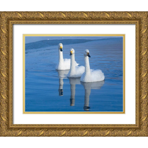 Japan-Hokkaido Three whooper swans swim in the warm thermal edge of the frozen lake Gold Ornate Wood Framed Art Print with Double Matting by Goff, Ellen