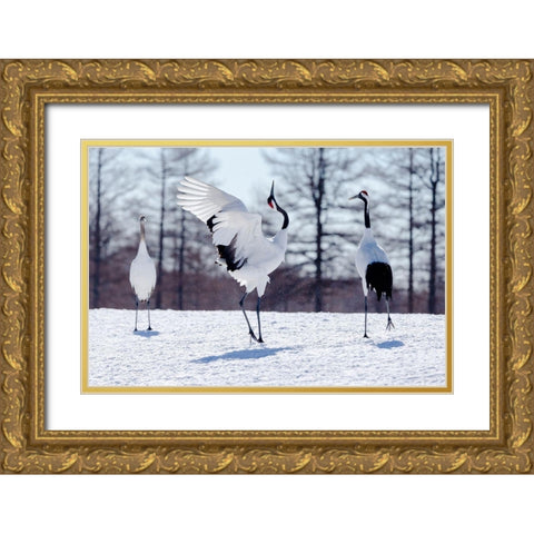 Japan-Hokkaido-Kushiro Two red-crowned cranes practice their courtship dance Gold Ornate Wood Framed Art Print with Double Matting by Goff, Ellen