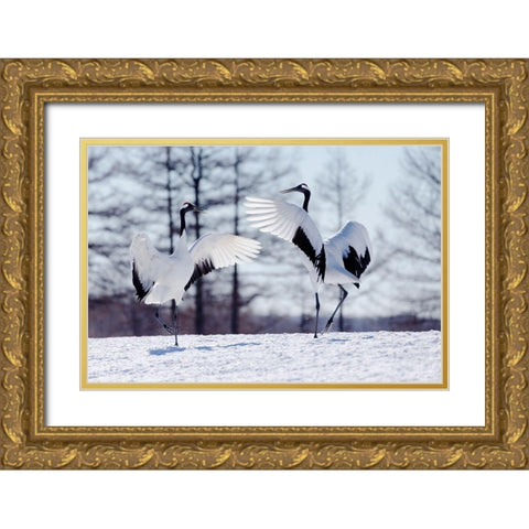 Japan-Hokkaido-Kushiro Two red-crowned cranes practice their courtship dance Gold Ornate Wood Framed Art Print with Double Matting by Goff, Ellen
