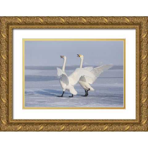 Japan-Hokkaido A pair of whooper swans celebrate loudly with each other after landing on the ice Gold Ornate Wood Framed Art Print with Double Matting by Goff, Ellen