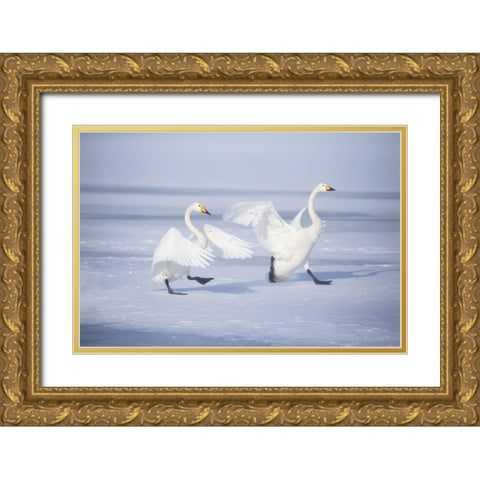 Japan-Hokkaido A pair of whooper swans celebrate loudly with each other after landing on the ice Gold Ornate Wood Framed Art Print with Double Matting by Goff, Ellen