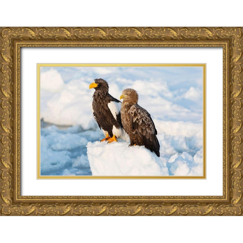 Japan-Hokkaido-Rausu Portrait of a Stellers sea eagle nest to a white-tailed eagle Gold Ornate Wood Framed Art Print with Double Matting by Goff, Ellen