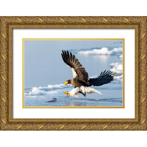 Japan-Hokkaido-Rausu A Stellers sea eagle swoops down with talons outstretched Gold Ornate Wood Framed Art Print with Double Matting by Goff, Ellen