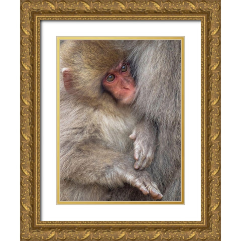 Japan-Nagano A baby Japanese macaque looks out from cuddling in its mothers fur to keep warm Gold Ornate Wood Framed Art Print with Double Matting by Goff, Ellen