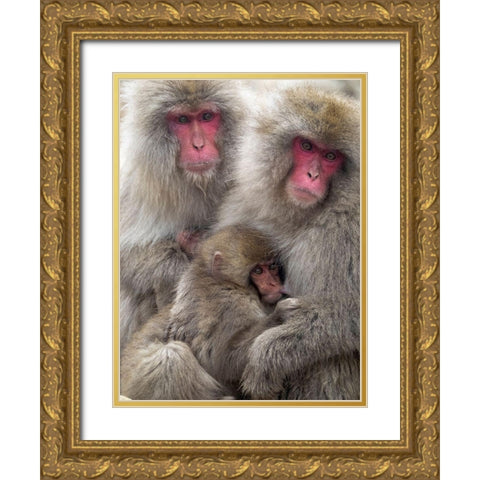 Japan-Nagano Portrait of a Japanese macaque cuddling her baby while a relative sits beside them Gold Ornate Wood Framed Art Print with Double Matting by Goff, Ellen