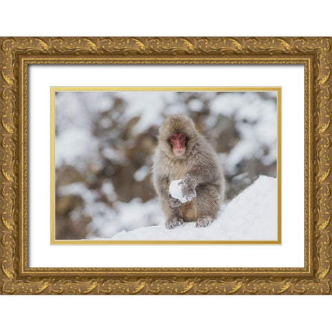 Japan-Nagano A young Japanese macaque plays with a snowball Gold Ornate Wood Framed Art Print with Double Matting by Goff, Ellen