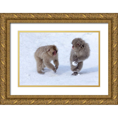 Japan-Nagano Young Japanese macaques play with a snowball Gold Ornate Wood Framed Art Print with Double Matting by Goff, Ellen