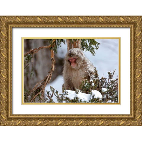 Japan-Nagano An adult Japanese snow monkey sits in a cedar tree Gold Ornate Wood Framed Art Print with Double Matting by Goff, Ellen