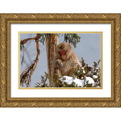 Japan-Nagano An adult Japanese snow monkey sits in a cedar tree Gold Ornate Wood Framed Art Print with Double Matting by Goff, Ellen