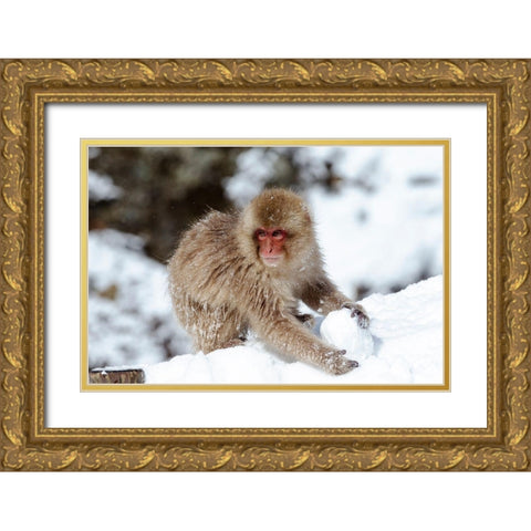 Japan-Nagano A young Japanese macaque plays with a snowball Gold Ornate Wood Framed Art Print with Double Matting by Goff, Ellen