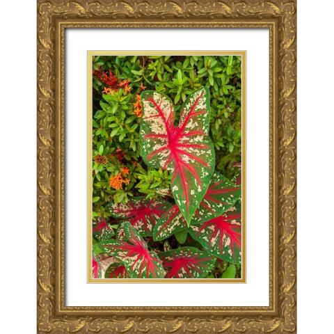 Close-up of green and red leaves of a Caladium bicolor Gold Ornate Wood Framed Art Print with Double Matting by Haseltine, Tom