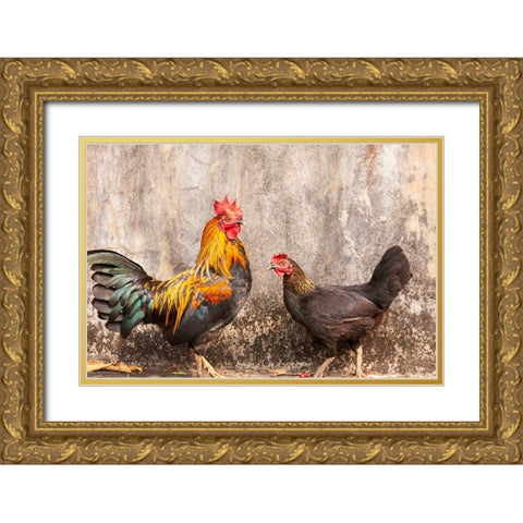 Laos- Luang Prabang. Chickens. A rooster and a hen. Gold Ornate Wood Framed Art Print with Double Matting by Haseltine, Tom