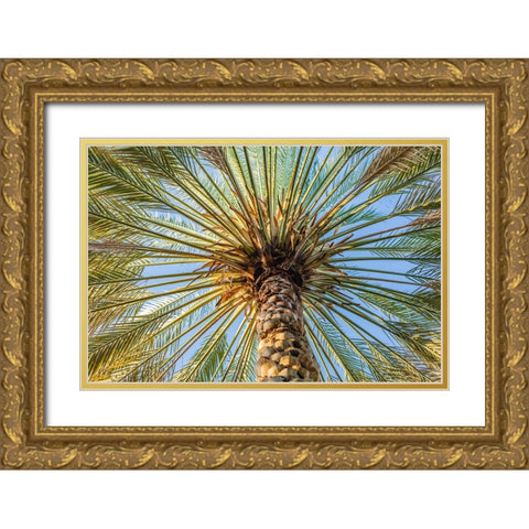 Middle East-Arabian Peninsula-Oman-Ad Dakhiliyah-Nizwa-Palm tree against blue sky in Nizwa-Oman Gold Ornate Wood Framed Art Print with Double Matting by Wilson, Emily M.
