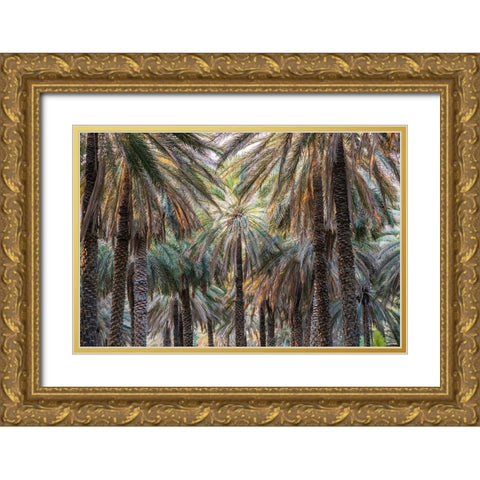 Middle East-Arabian Peninsula-Oman-Ad Dakhiliyah-Nizwa-Palm trees in Nizwa-Oman Gold Ornate Wood Framed Art Print with Double Matting by Wilson, Emily M.