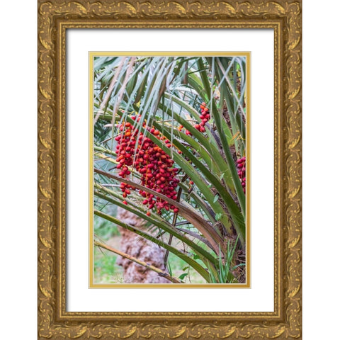 Middle East-Arabian Peninsula-Oman-Ad Dakhiliyah-Nizwa-Dates on a date palm tree in Nizwa-Oman Gold Ornate Wood Framed Art Print with Double Matting by Wilson, Emily M.
