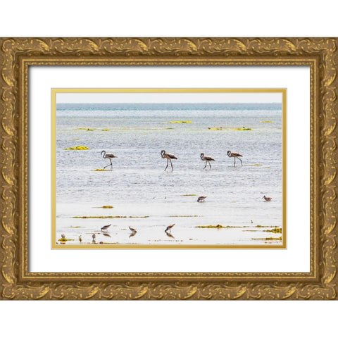 Middle East-Arabian Peninsula-Al Batinah South-Mahout-Flamingos Gold Ornate Wood Framed Art Print with Double Matting by Wilson, Emily M.
