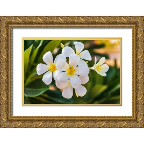 Middle East-Arabian Peninsula-Oman-Muscat-Quriyat-Plumeria blossoms in a garden Gold Ornate Wood Framed Art Print with Double Matting by Wilson, Emily M.