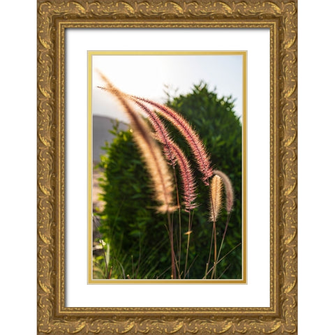 Middle East-Arabian Peninsula-Oman-Muscat-Quriyat-Decorative plants in a garden Gold Ornate Wood Framed Art Print with Double Matting by Wilson, Emily M.