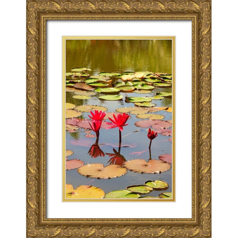 Thailand Royal Park Ratchaphruek Water lilies Gold Ornate Wood Framed Art Print with Double Matting by Haseltine, Tom